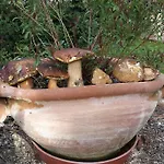 Il Vignale Massa Martana