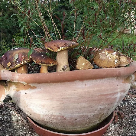 Il Vignale Massa Martana