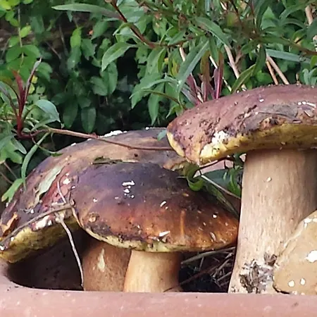 Lantställe Il Vignale