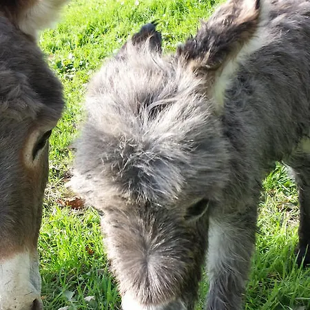 Casa de Campo Il Vignale Massa Martana
