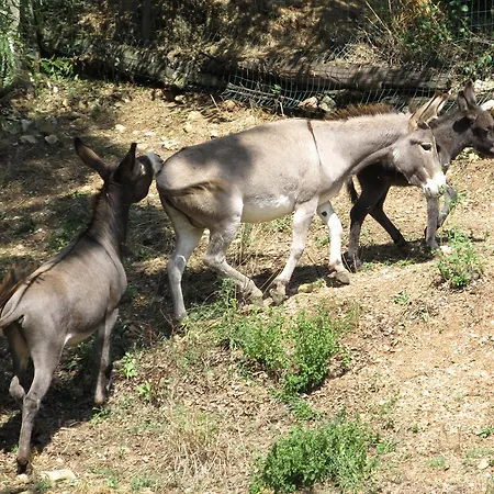 Casa di campagna Il Vignale Massa Martana