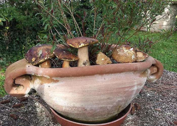 Il Vignale Massa Martana