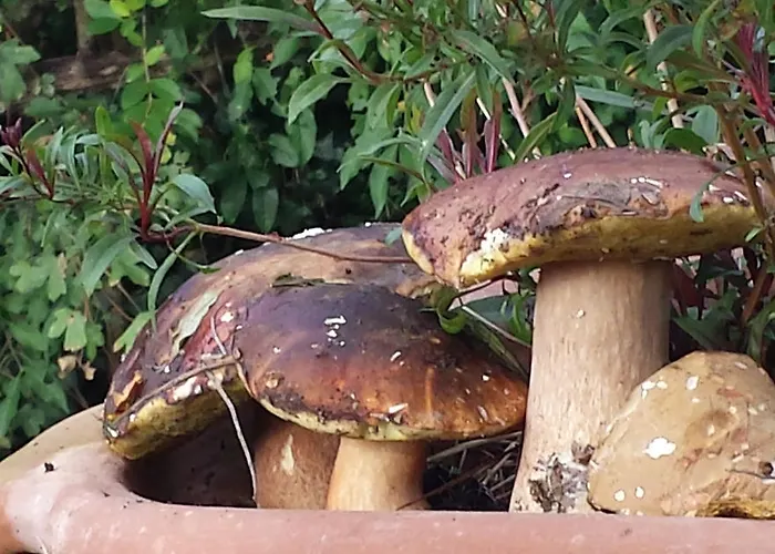 Casa di campagna Il Vignale