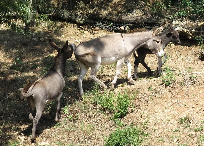 Casa di campagna Il Vignale Massa Martana