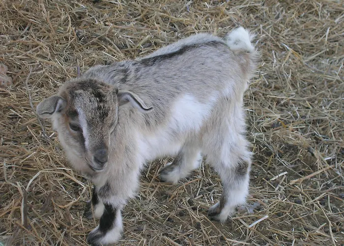 Casa di campagna Il Vignale *